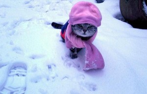 cat_cold_weather